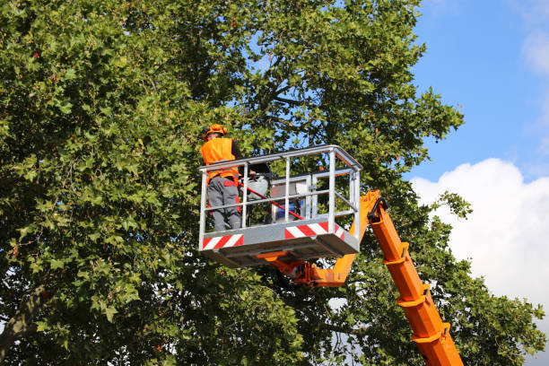 Leaf Removal in Carthage, TX