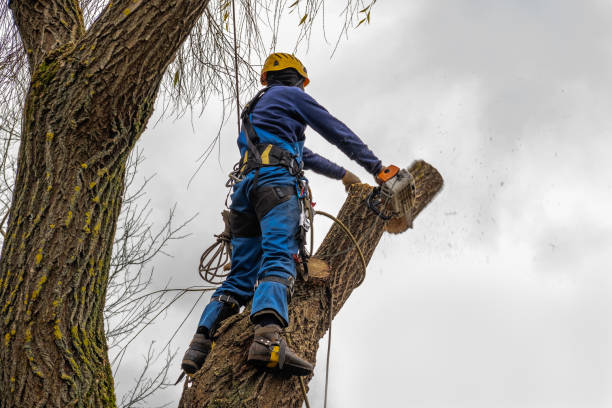 Reliable Carthage, TX Tree Services Solutions