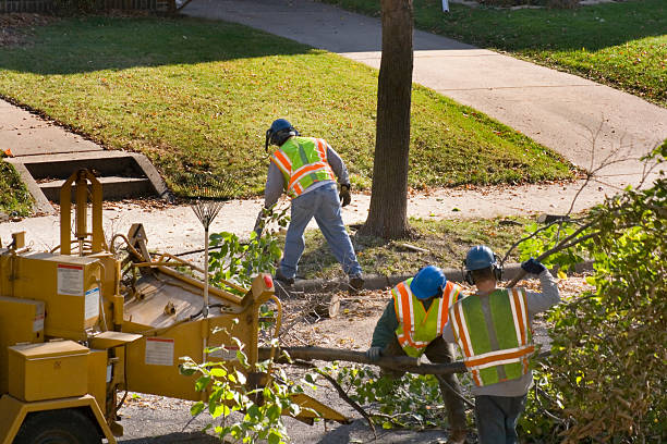 Lawn Pest Prevention in Carthage, TX