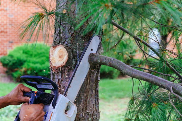 How Our Tree Care Process Works  in Carthage, TX